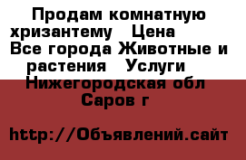 Продам комнатную хризантему › Цена ­ 250 - Все города Животные и растения » Услуги   . Нижегородская обл.,Саров г.